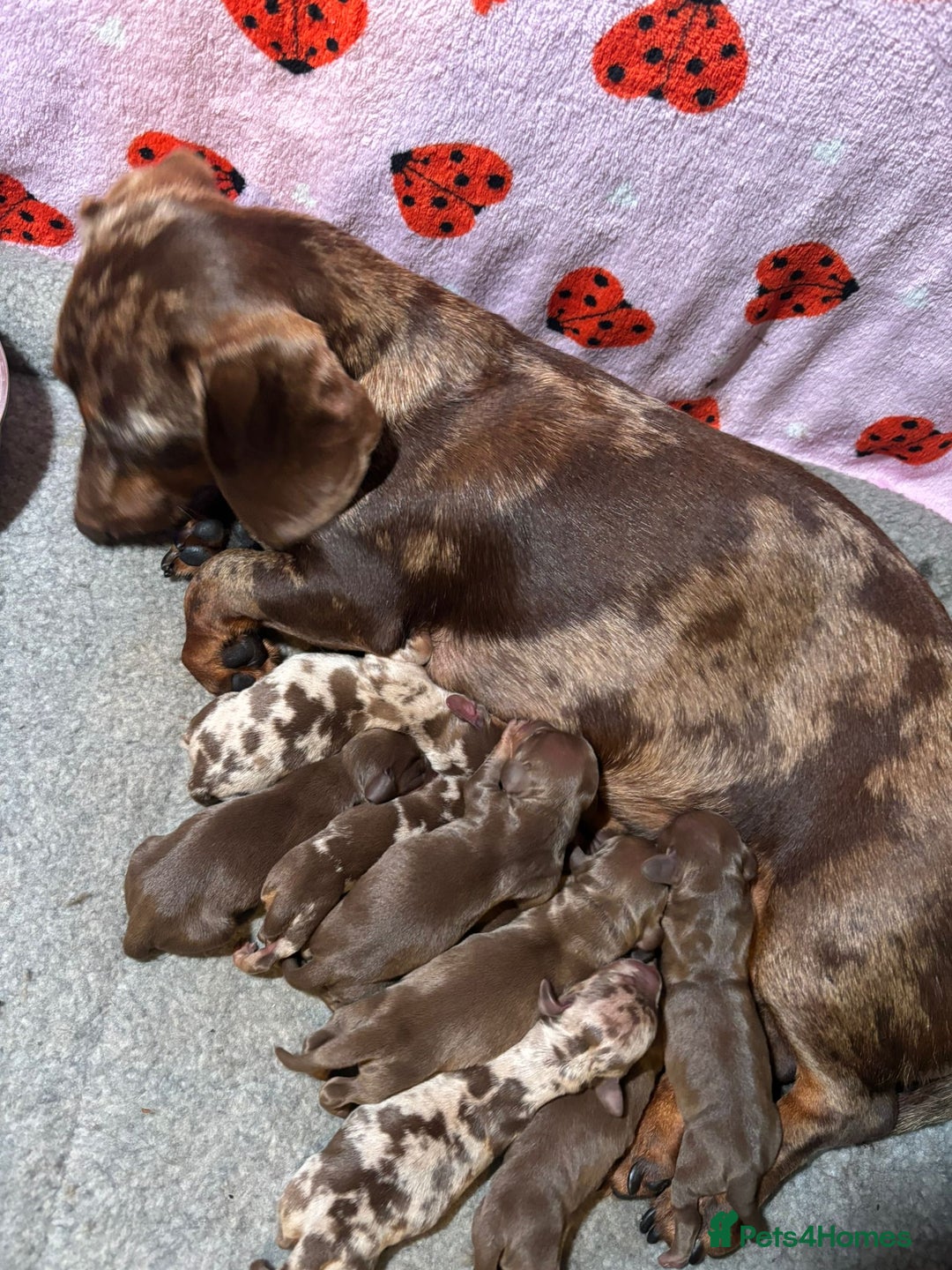 Dachshund dogs for sale: Miniature Dachshund pups £1000 - Image 3