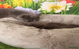 British Shorthair cats for sale: British Shorthair Kittens  - Image 23