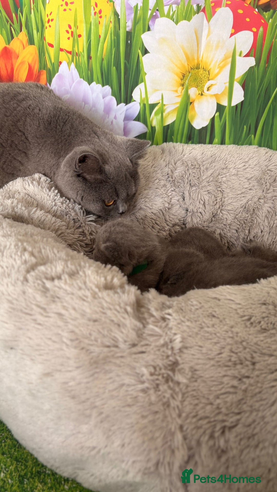 British Shorthair cats for sale: British Shorthair Kittens  - Image 23
