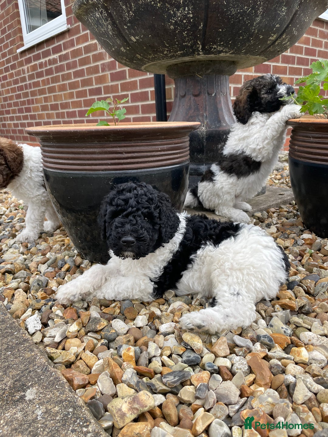 Saint Bernard dogs for sale: St Berdoodle (Saint Bernard standard Poodle) - Image 35