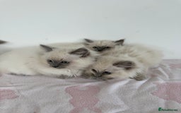 Ragdoll cats for sale: Beautiful ragdoll kittens  - Image 8