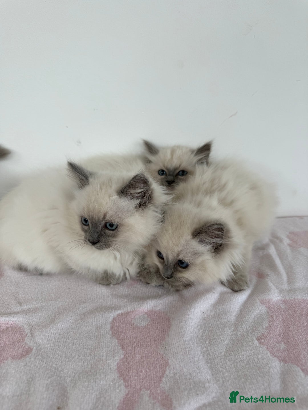 Ragdoll cats for sale: Beautiful ragdoll kittens  - Image 8