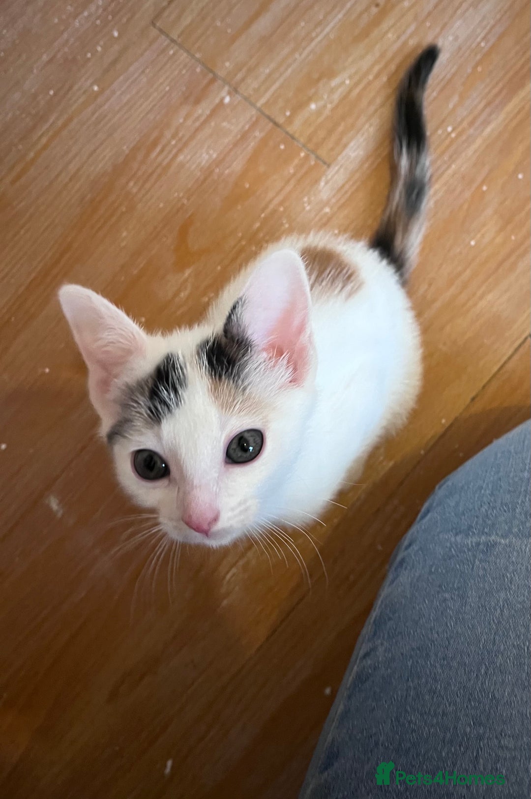 Mixed Breed cats for sale: Beautiful friendly kittens  - Advert 9