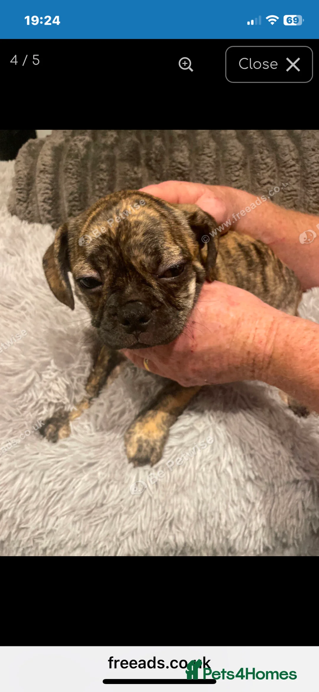 Mixed Breed dogs for sale: Frugs - Advert 4