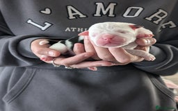 Old Tyme Bulldog dogs for sale: Old tyme bulldog pups  - Image 4