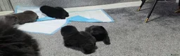 Chow Chow dogs for sale: Kc registered violet chow chows  - Advert 20