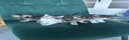 Norwegian Forest Cat cats for sale:     Four Adorable Kittens - Advert 3