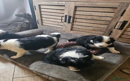 Border Collie dogs for sale: 5 border collie pups - Image 1
