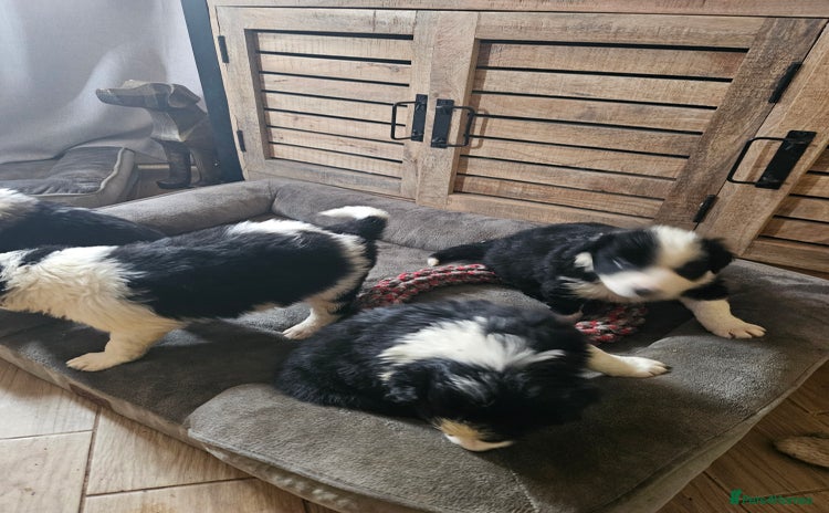 Border Collie dogs - Advert 1