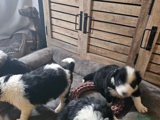 Border Collie dogs - Advert 6