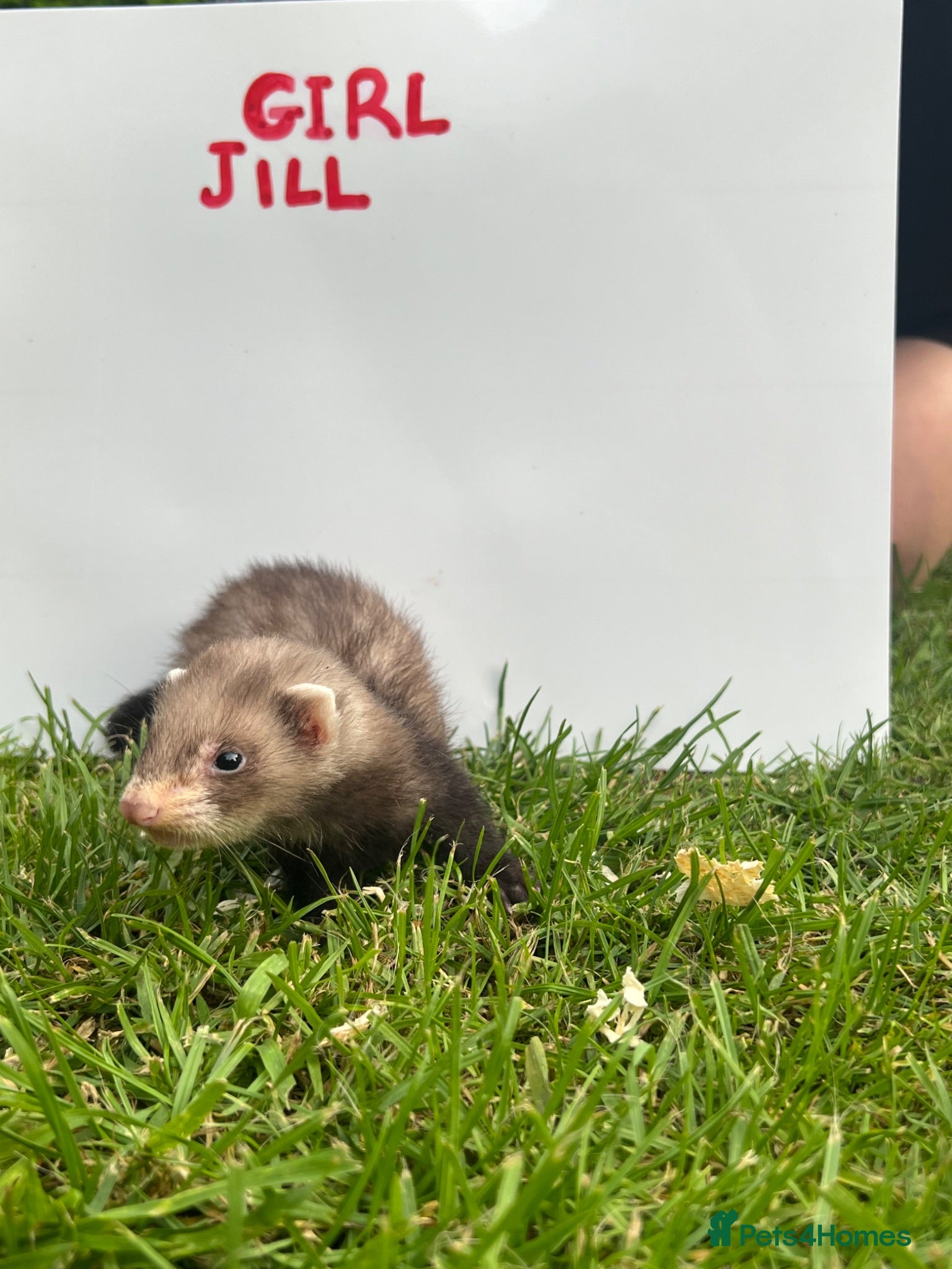 Ferret rodents     Baby Ferrets – Boys & Girls Available - Advert 2