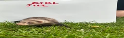 Ferret rodents for sale:     Baby Ferrets – Boys & Girls Available - Advert 2