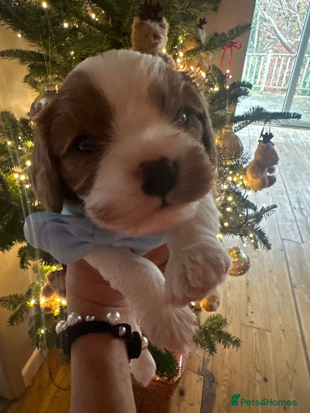 Cavalier King Charles Spaniel dogs for sale: King Charles Cavalier Puppy Champion Stud  - Advert 1