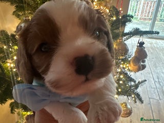 Cavalier King Charles Spaniel dogs King Charles Cavalier Boy Puppy KC Reg - Advert 12