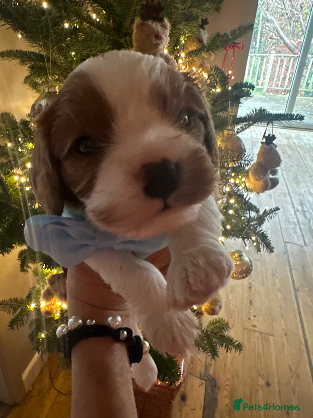 Cavalier King Charles Spaniel dogs for sale: King Charles Cavalier BOY Champion  - Advert 2