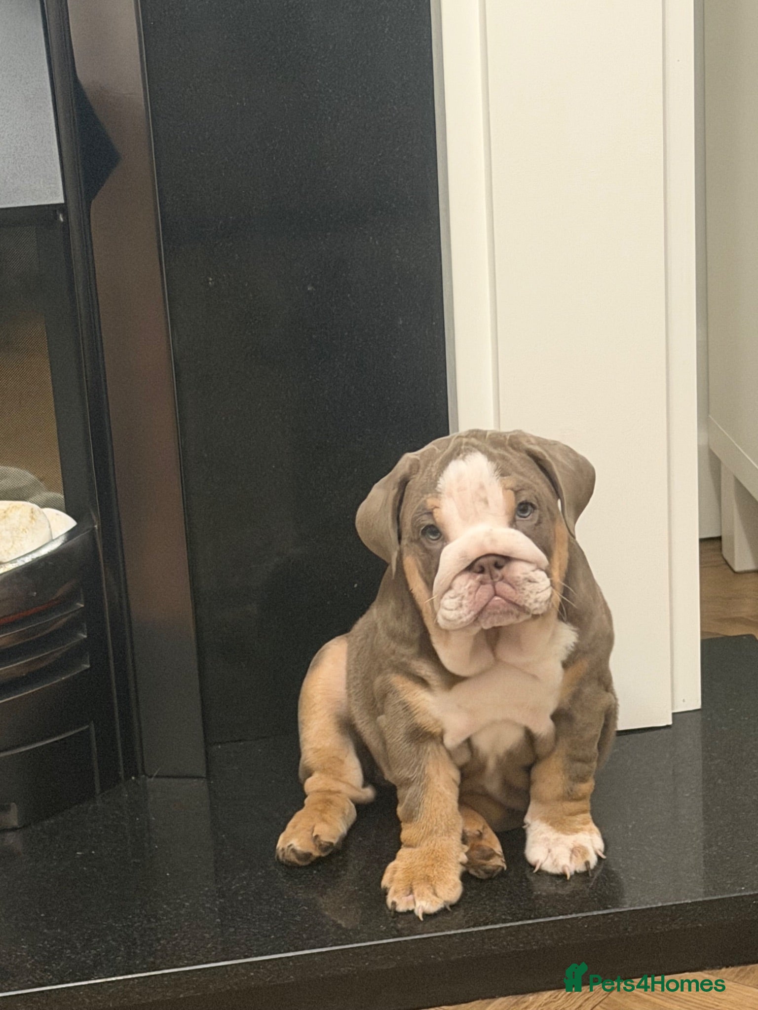 English Bulldog dogs 🏴󠁧󠁢󠁥󠁮󠁧󠁿Ready to leave 2left english Bulldog - Advert 15