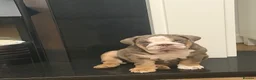 English Bulldog dogs for sale: 🐾 two females english Bulldog pups 🐾 - Advert 11