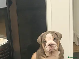English Bulldog dogs 🏴Ready to leave 2left english Bulldog - Advert 15