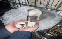 Jack Russell dogs for sale: Jack russle boy pup (cow looking) born 27th oct - Image 1