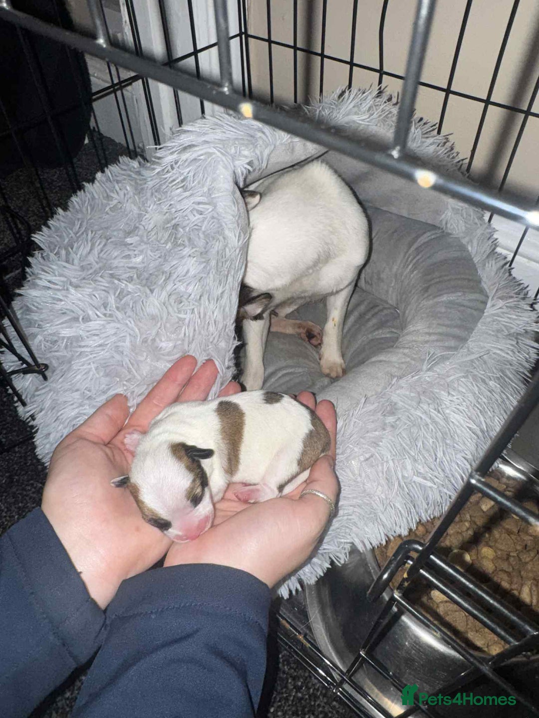 Jack Russell dogs for sale: Jack russle boy pup (cow looking) born 27th oct - Image 1