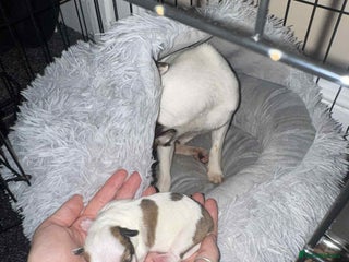 Jack Russell dogs - Advert 1