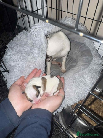 Jack Russell dogs - Advert 2