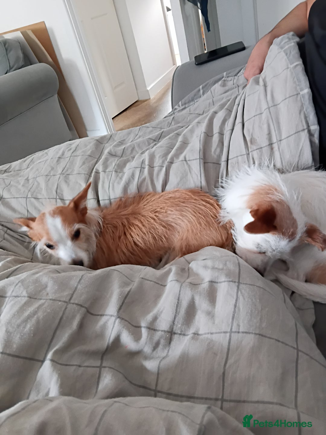 Mixed Breed dogs for sale: Two Chihuahua jack russel sisters need a new home - Advert 3
