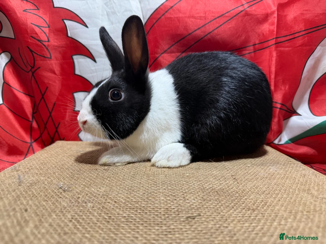 Dutch rabbits for sale: Gorgeous Dutch rabbit ready to leave.  - Advert 2