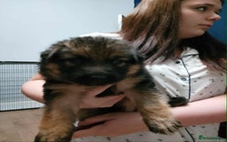 German Shepherd dogs for sale: Last pup available. Chunky German shepherd pups - Advert 1