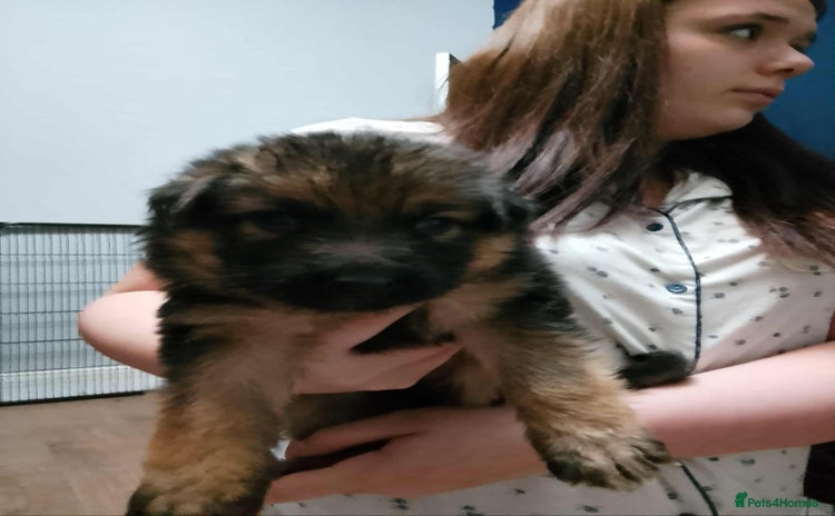 German Shepherd dogs - Advert 6