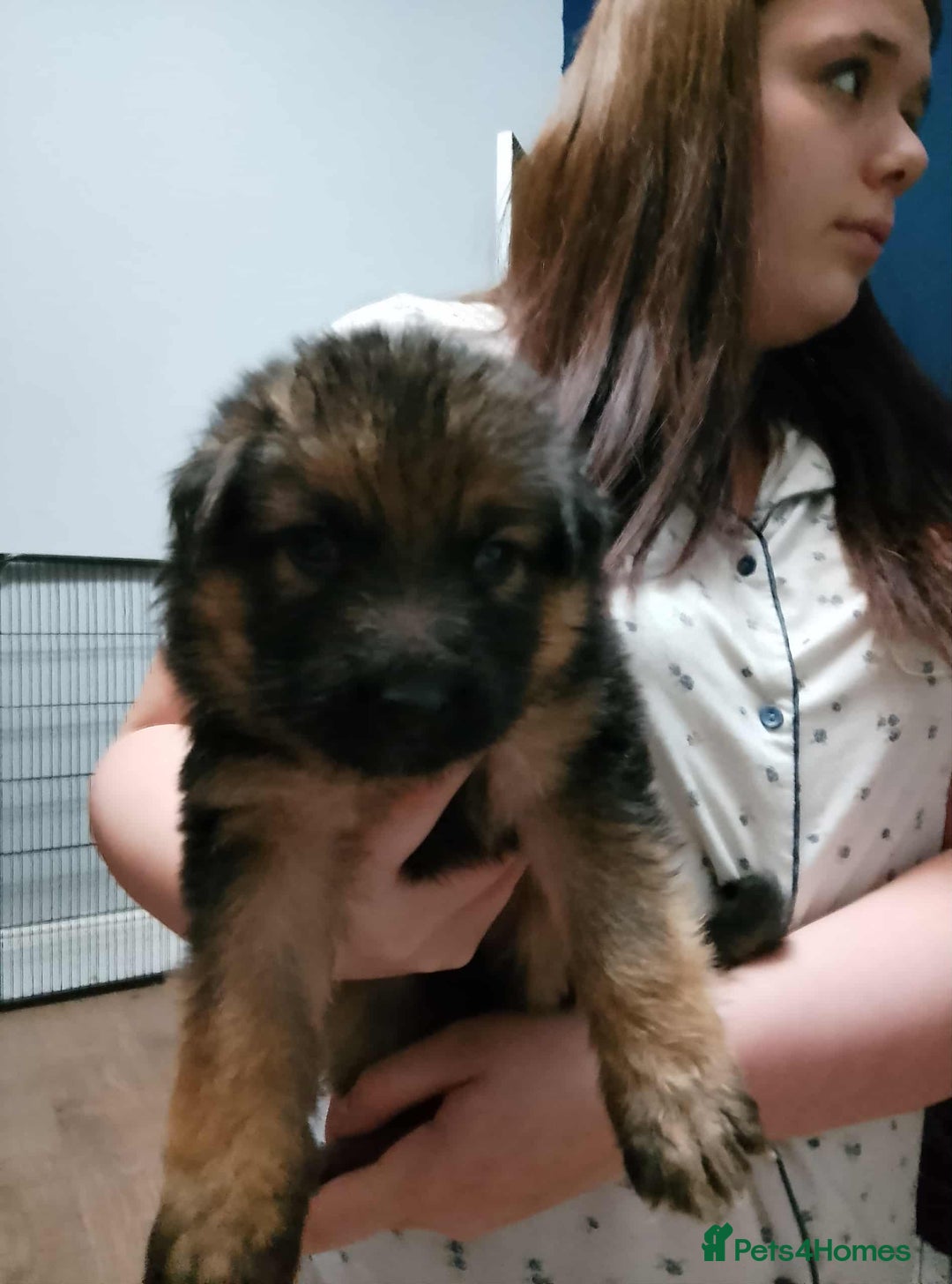 German Shepherd dogs for sale: Last pup available. Chunky German shepherd pups - Advert 1