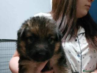 German Shepherd dogs - Advert 1