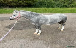 Welsh Section A horses for sale: Stunning welsh mountain pony - Image 4