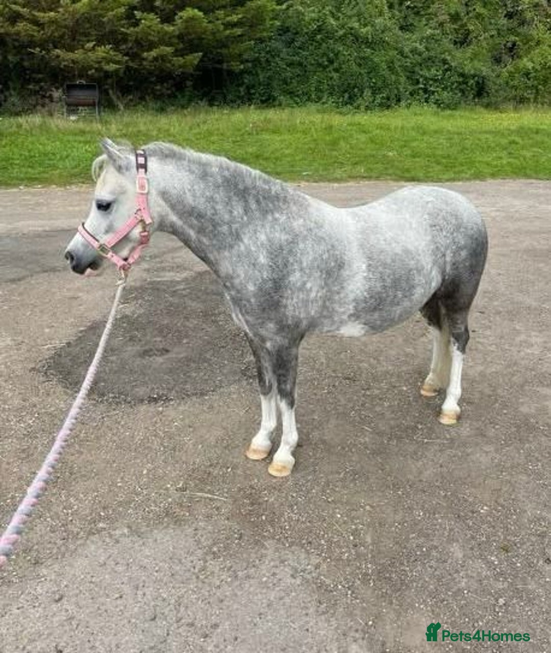 Welsh Section A horses for sale: Stunning welsh mountain pony - Image 4