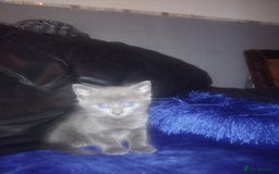 British Shorthair cats for sale: Bsh tabby mix - Image 4