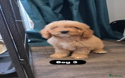 Cockapoo dogs for sale: Adorable Cockapoo pups 🦴🐾 - Image 20