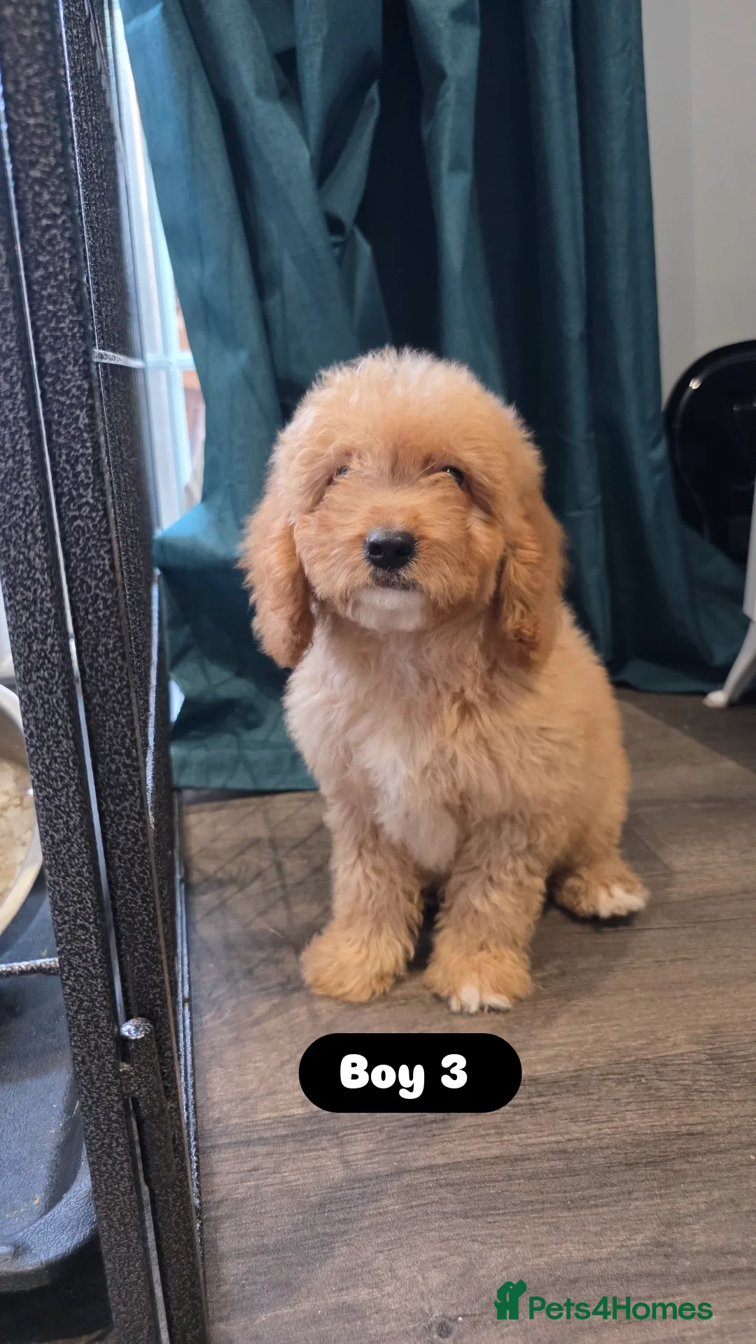 Cockapoo dogs for sale: Adorable Cockapoo pups 🦴🐾 - Image 20
