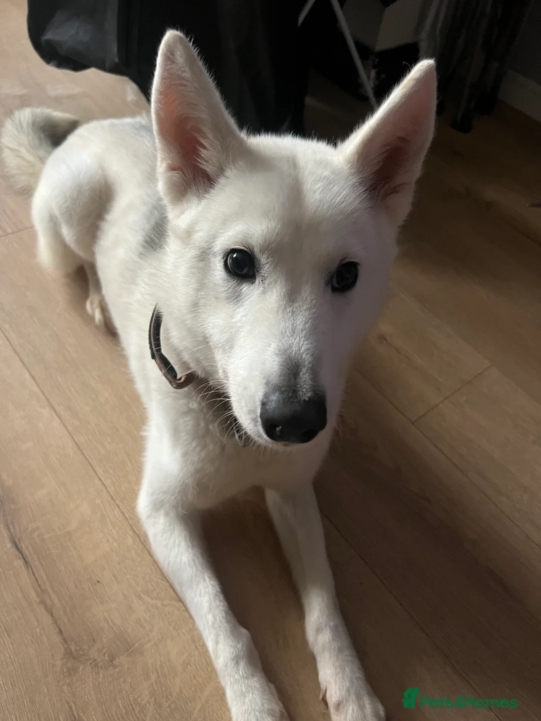Siberian Husky dogs for sale: Beautiful white and grey husky  - Advert 4