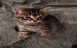 Mixed Breed cats for sale: 7 Gorgeous mixed kittens - Image 37