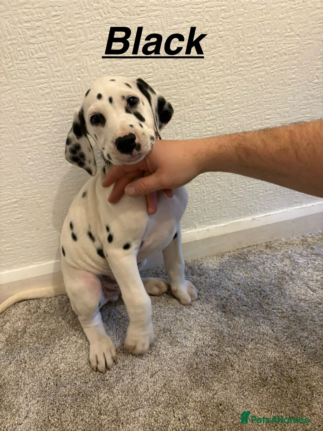 Dalmatian dogs for sale: 5 gen KC Dalmatians AVAILABLE NOW - Advert 20
