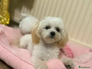 Maltipoo dogs Korean xss maltipoo female in Bradford - Advert 1