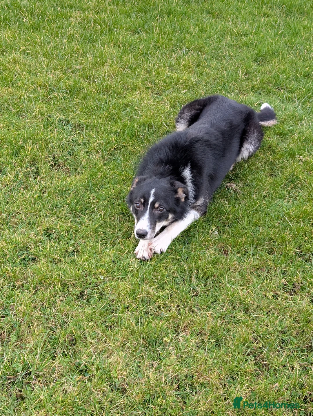 Border Collie dogs for sale: Border Collie for sale  - Advert 2