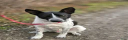 Mixed Breed dogs for adoption: 💙🐶 LEVKO – THE DOG WHO HAS ALL HOME PET HABITS in Burton-on-Trent - Advert 1
