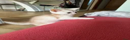 Abyssinian cats for sale: Silver Abyssinian kittens  - Advert 25