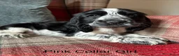 Cocker Spaniel dogs for sale: KC reg, health tested, show type cocker spaniels  - Advert 16