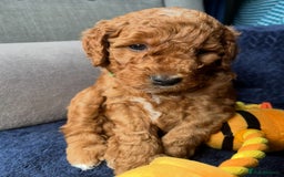 Mixed Breed dogs for sale: Mini Double Doodles 🧬 Tested Clear  - Image 26