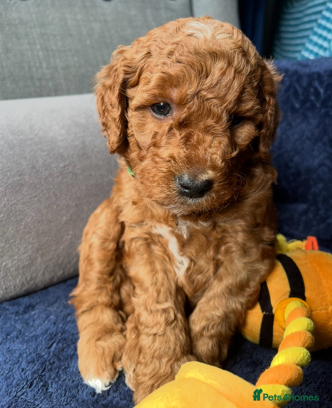 Mixed Breed dogs for sale: Mini Double Doodles 🧬 Tested Clear  - Image 26