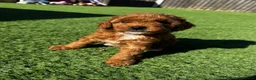 Cavapoo dogs for sale: Beautiful Red F1b Cavapoo - Viewings now welcome - Advert 25