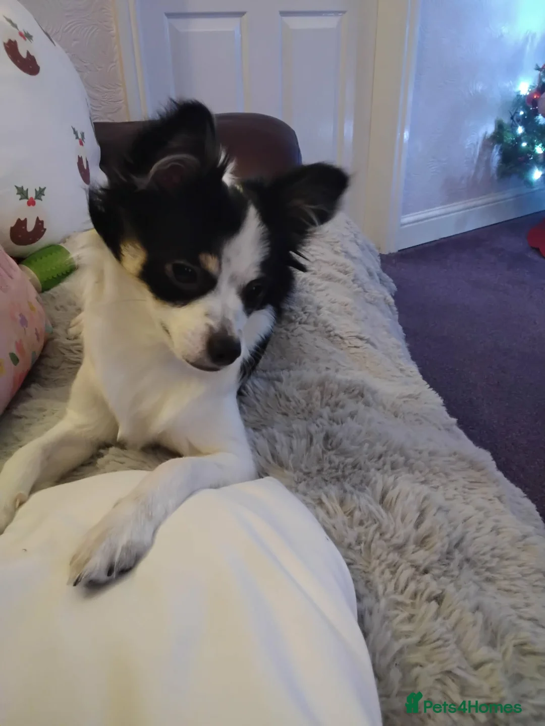 Mixed Breed dogs for sale: Beautiful girl chihuahua x - Advert 2