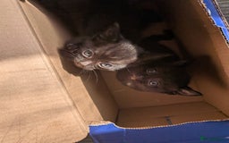 Domestic Shorthair cats for sale: 3 loveable female kittens ready mid October  - Image 2